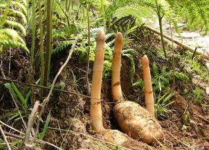 識本草丨神草天麻