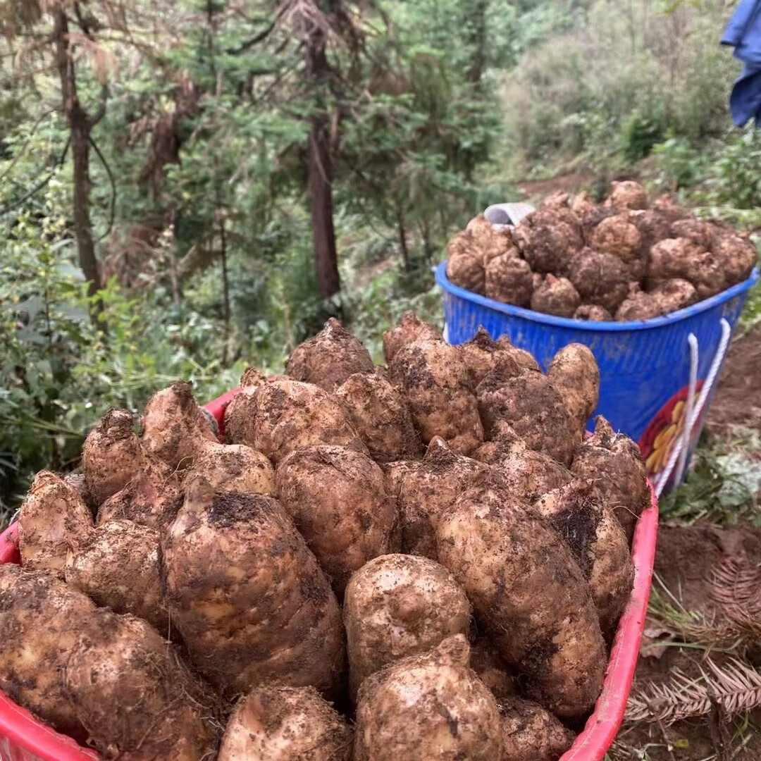 天麻云南鮮天麻昭通新鮮天麻小草壩當季深山現(xiàn)挖現(xiàn)發(fā) 當季鮮.
