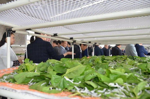 回眸 十三五 奮進新征程 產(chǎn)業(yè)鋪就致富路 鎮(zhèn)巴縣農(nóng)業(yè)農(nóng)村局 十三五 產(chǎn)業(yè)脫貧工作綜述