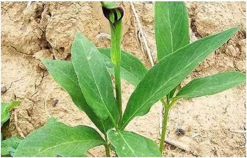 一年就可以賣錢的藥材,種植周期短風(fēng)險小回報高,你知道有哪幾種