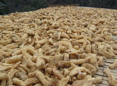 古代釀中珍品，天麻 無根無葉高兩米，曬干一斤三百元